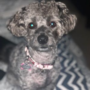 Meet your Posher, Andrea